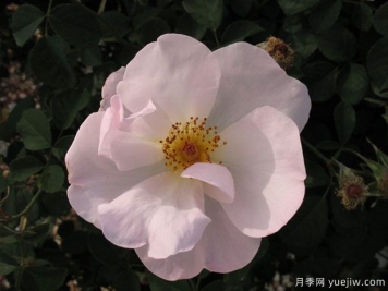 什罗普少女月季