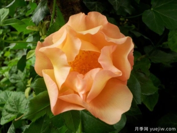 战斗的勇猛号月季