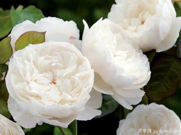 威廉和凯瑟琳月季的优缺点是什么？