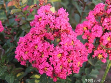 紫薇花的花语寓意