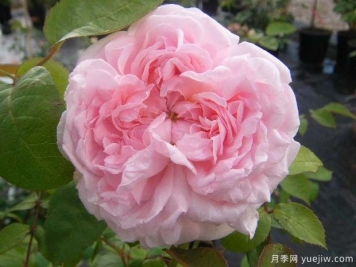 埃格兰泰恩月季