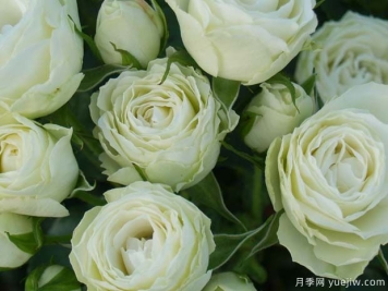 爱斯基摩花环月季