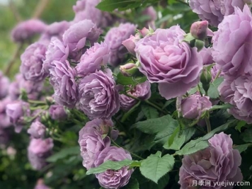 5个独一无二的紫色月季花，喜欢吗