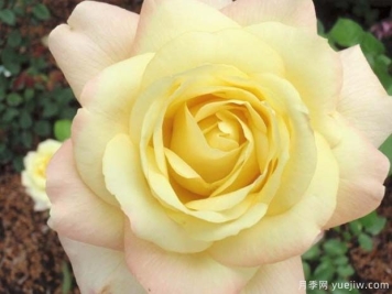 夏洛特布劳内尔月季