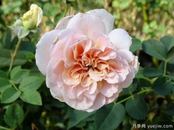 飞马月季/帕加索斯月季