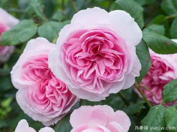 古代水手月季的优缺点是什么？