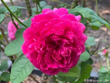 黑影夫人月季/黑夫人