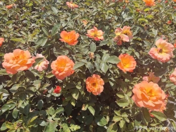 月季花的养护守则