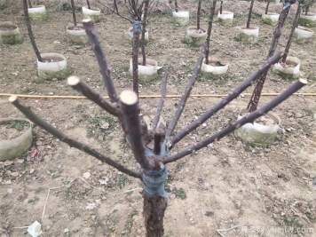 2月是月季的最后冬剪时间，来份月季修剪宝典