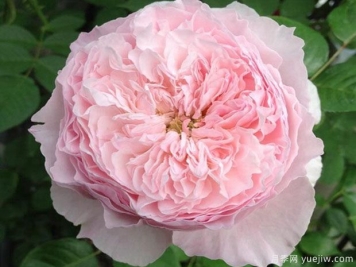 谢莉尔月季/谢丽尔月季