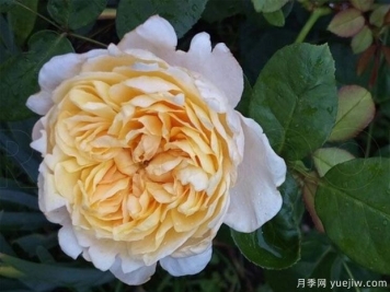 善举月季/切尔提/慈善(黄色)