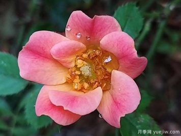 快乐的家伙月季