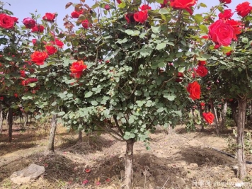苗木移栽后根系如何快速恢复？做好6点