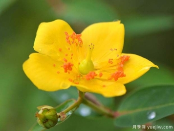 金丝梅的品种图片和园林用途