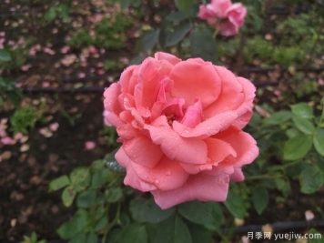 春季花卉月季出现的这些病虫害，要及时处理