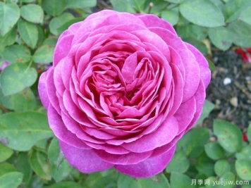 海蒂克鲁姆月季/海蒂克拉姆Heidi Klum