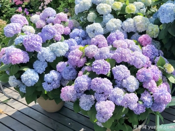 28个优秀绣球品种，花团簇簇，花色梦幻