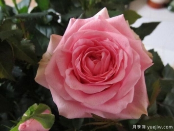 诗人柯德娜月季/香港粉