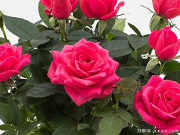 粉色诗人柯德娜月季
