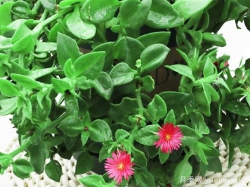 牡丹吊兰出现烂根的原因和补救措施