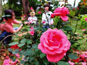 月季园：南宁南湖公园月季园