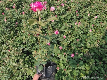 月季新叶子下垂发软可能是什么原因？