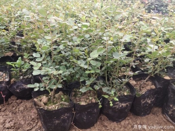 月季容器苗应该如何施肥？方式做好效率高