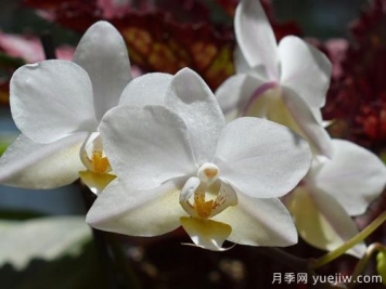 如何给兰花翻盆？15道工序大功告成