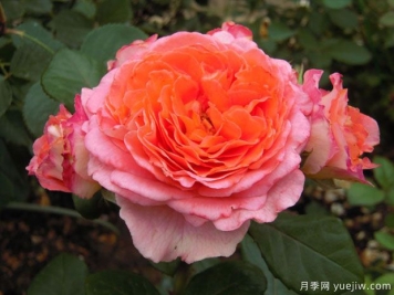 玫瑰经圣母月季/玫瑰圣殿/玫瑰圣母院