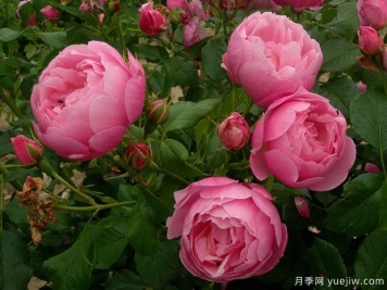 玛丽芭兰诗派乐月季的优缺点是什么？