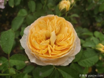 玫瑰称霸花艺界，月季让世界更美丽