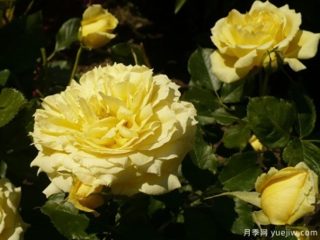 中国姑娘月季/中国女孩月季