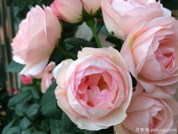 草莓杏仁饼月季的优缺点是什么？