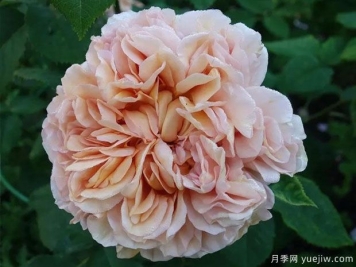 美丽的安茹月季/安茹美人月季