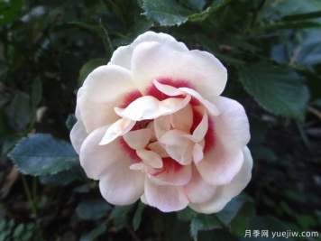 妆容荔枝柠檬水月季