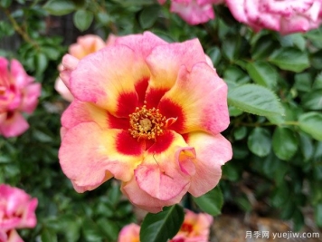 妆容芒果柠檬水月季