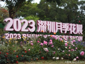 2023年深圳月季花展开幕，数万株月季惊艳盛放