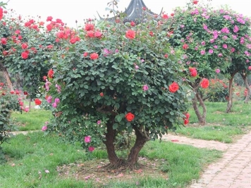 大树移植的基本原理解析