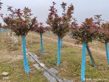 3月要为月季打理枝梢，让第一波花怒放