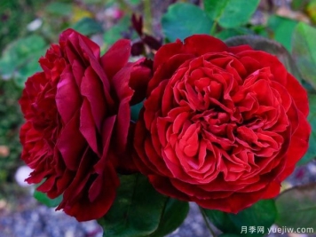 大地主月季/乡绅月季