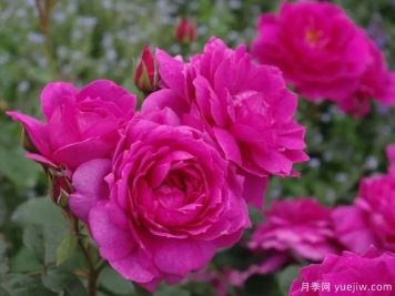 文洛克月季温洛克月季