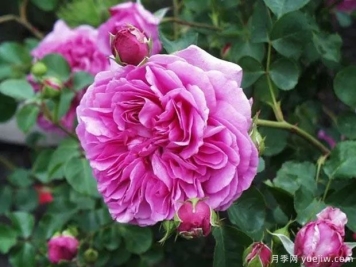 沃里克城堡月季/华威城堡月季