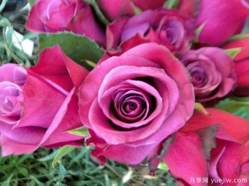 幕府将军月季(丰花)