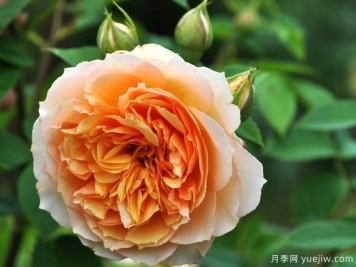 皱纹杰基月季/窸窣杰姬/罗夫鲁坦特杰基