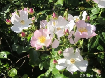 弗雷德里克梅杰月季