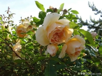 乔斯琳萨拉维特月季