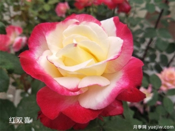 十大最美月季花品种是哪些？