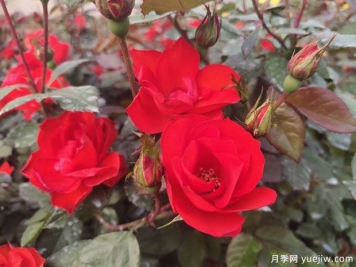 8个优秀丰花月季品种，一株花满枝头