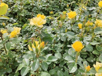 4月做好养护工作，让月季轻松爆花