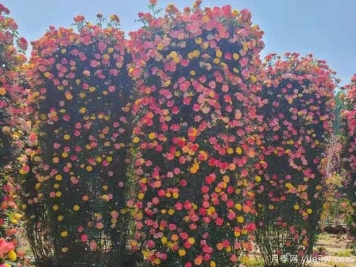 藤本月季花柱的优点和制作步骤